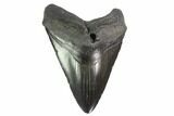 Fossil Megalodon Tooth - South Carolina #135455-1